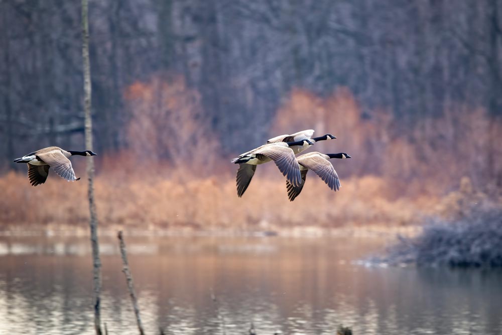 Gäss som flyger över vattnet