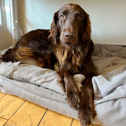 Flatcoated retriever Ossi